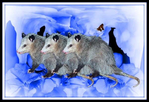 Party Of Possums by constance lowery